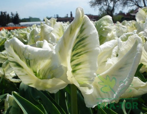 Tulipan papuzi Super Parrot biały 5sztuk