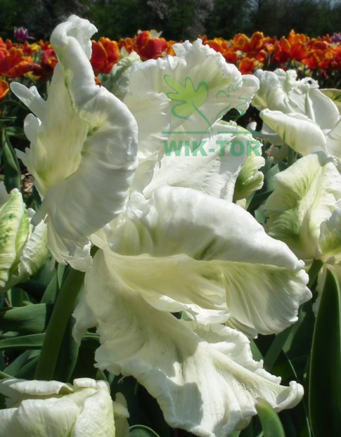 Tulipan papuzi Super Parrot biały 5sztuk
