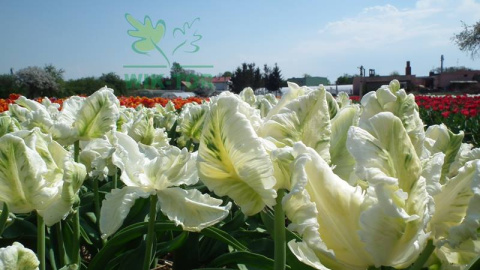 Tulipan papuzi Super Parrot biały 5sztuk