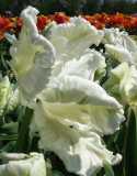 Tulipan papuzi Super Parrot biały 5sztuk