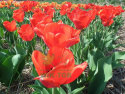 Tulipan Strong Love czerwony 5sztuk