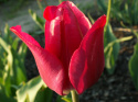 Tulipan Strong Love czerwony 5sztuk
