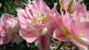 Tulipan pełny Foxtrot różowy 10sztuk