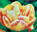 Tulipan pełny Foxy Foxtrot pomarańczowy 5 sztuk