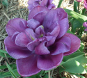 Tulipan pełny Blue Diamond fioletowy 10sztuk