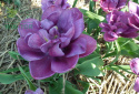 Tulipan pełny Blue Diamond fioletowy 10sztuk