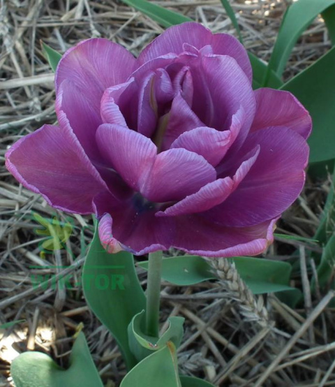 Tulipan pełny Blue Diamond fioletowy 10sztuk
