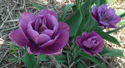 Tulipan pełny Blue Diamond fioletowy 10sztuk