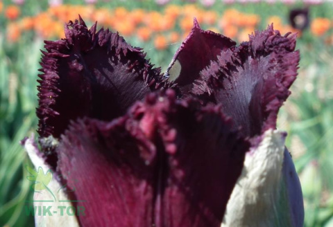 Tulipan strzępiasty Fringed Black 10szt