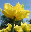 Tulipan strzępiasty Fringed Elegance żółty 10sztuk