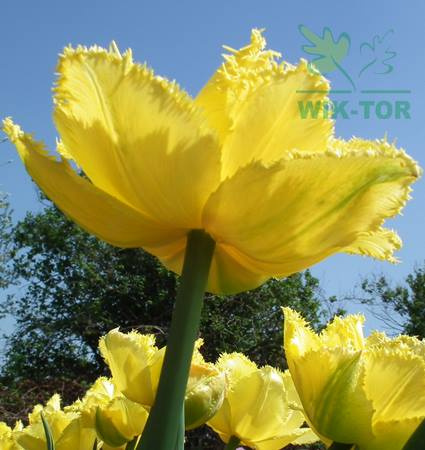 Tulipan strzępiasty Fringed Elegance żółty 10sztuk