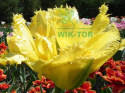 Tulipan strzępiasty Fringed Elegance żółty 10sztuk