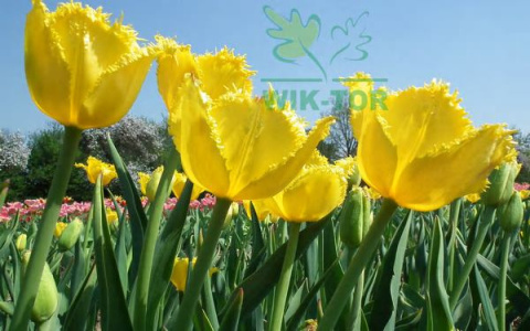 Tulipan strzępiasty Fringed Elegance żółty 10sztuk