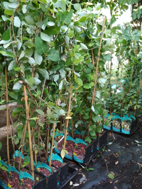 Wiciokrzew Heckrotta Goldflame