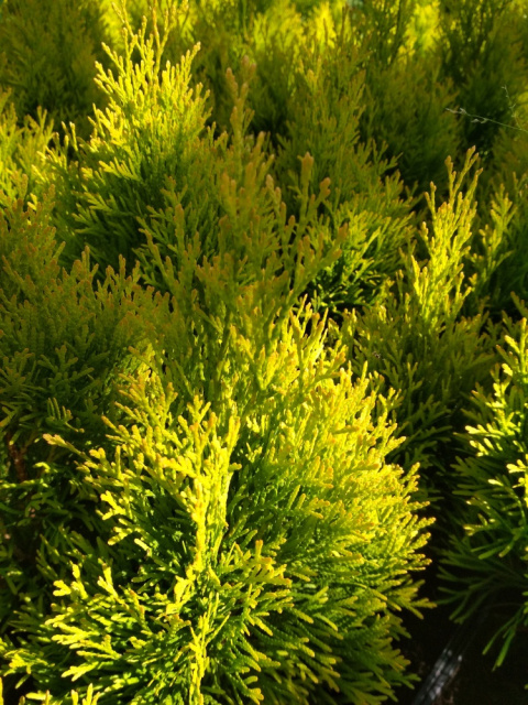 Żywotnik zachodni Golden Smaragd Thuja