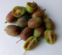 Aktinidia ostrolistna Geneva