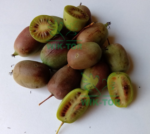 Aktinidia ostrolistna Geneva