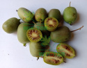 Aktinidia ostrolistna Kokuwa