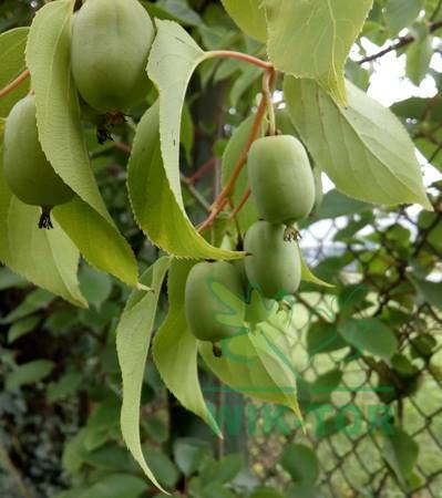 Aktinidia ostrolistna Kokuwa