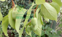 Aktinidia ostrolistna Kokuwa