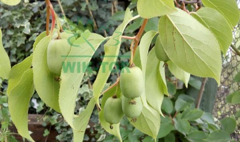 Aktinidia ostrolistna Kokuwa