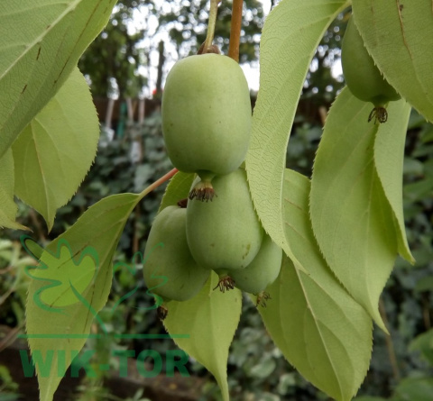 Aktinidia ostrolistna Kokuwa
