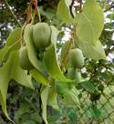 Aktinidia ostrolistna Kokuwa