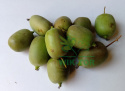 Aktinidia ostrolistna Kokuwa