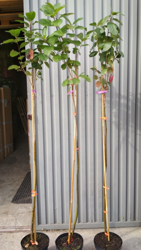 Aronia czarnoowocowa Viking pienna
