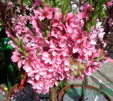 Brzoskwinia karłowa 'Honey Red'