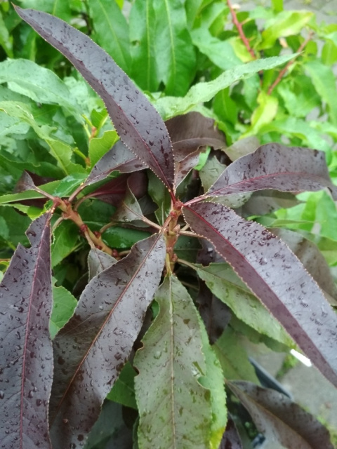 Brzoskwinia karłowa 'Honey Red'