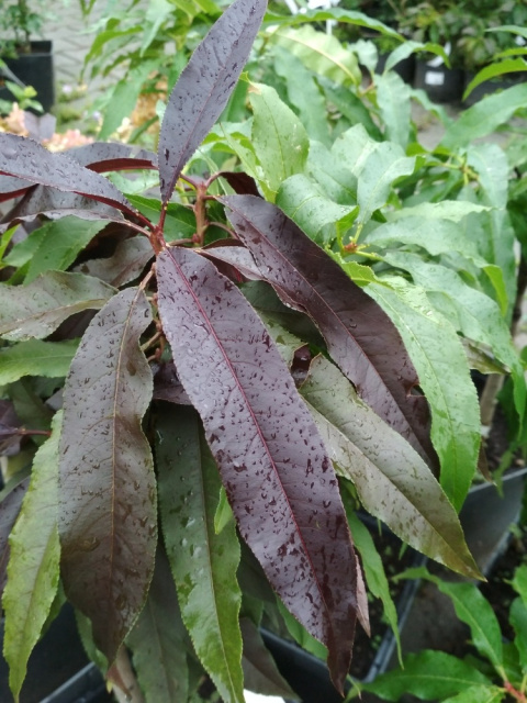 Brzoskwinia karłowa 'Honey Red'