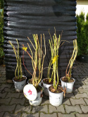 Ketmia bylinowa Hibiskus Summerific Midnight Marvel