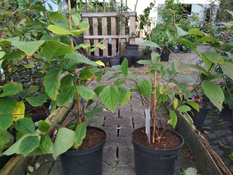 Kielichowiec Venus Calycanthus