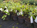 Kielichowiec Venus Calycanthus