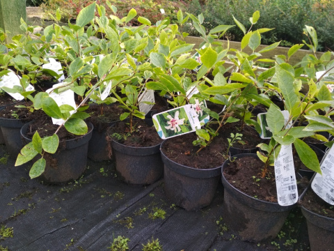 Kielichowiec Venus Calycanthus