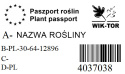 Narcyz poeticus Actea babciny 3szt