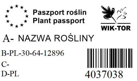 Narcyz poeticus Actea babciny 3szt