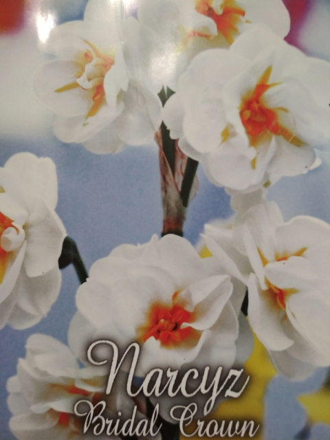 Narcyz Bridal Crown 3szt