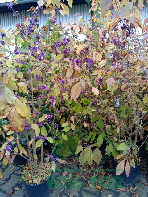 Pięknotka Bodiniera Callicarpa bodinieri