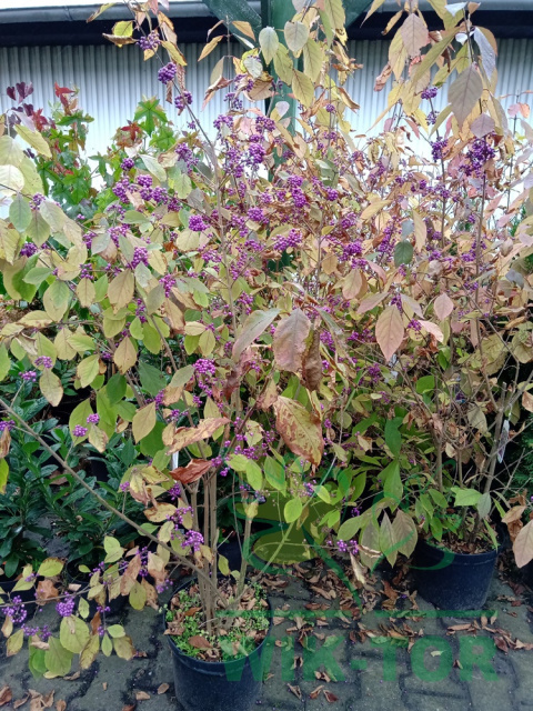 Pięknotka Bodiniera Callicarpa bodinieri