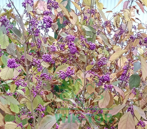 Pięknotka Bodiniera Callicarpa bodinieri