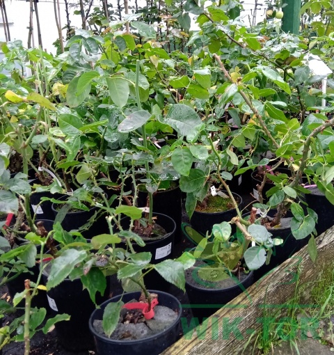 Róża wielokwiatowa Jubi