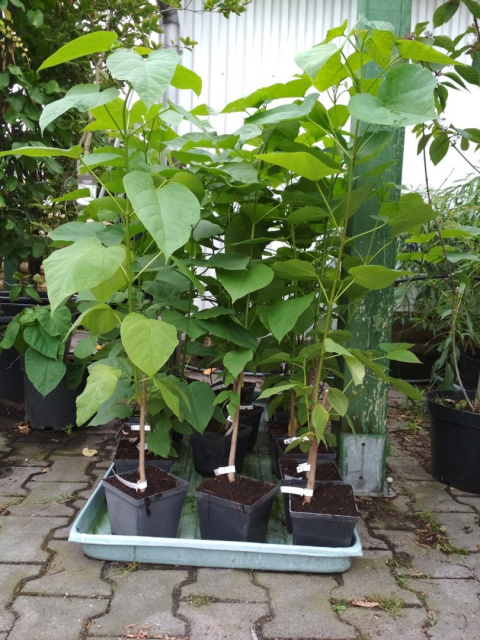 Surmia bignoniowa Catalpa