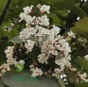 Surmia bignoniowa Catalpa