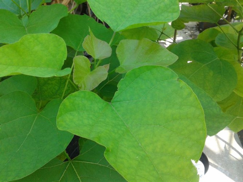 Surmia bignoniowa Catalpa
