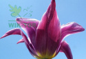 Tulipan liliokształtny Pretty Love ciemnoróżowy 5szt