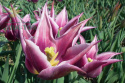 Tulipan liliokształtny Pretty Love ciemnoróżowy 5szt