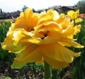 Tulipan pełny Yellow Pomponette żółty 5szt