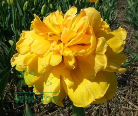 Tulipan pełny Yellow Pomponette żółty 5szt